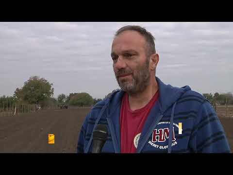 BELI LUK DONOSI ZARADU - KAKO ZARADJUJEM - DOMACE SEME SIGURAN PLASMAN