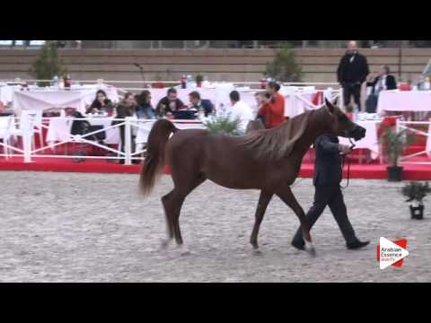 N.79 JERYAN ALJASSIMYA - DEAUVILLE 2015 - 2 year old colts (Class 7)