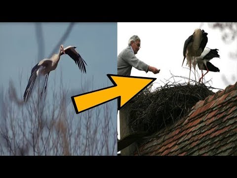 This Love sick Stork Travels Thousands Of Miles Every Year Just To Be With His Injured Soulmate.