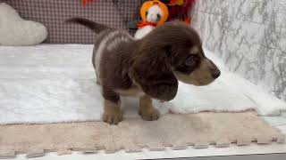 ミニチュアダックスの動画01