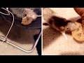 Rat Loses Tug Of War Over Cookie