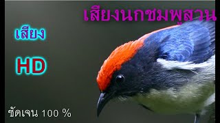 Download lagu เสียงนกชมพูสวน mp3