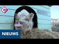 Kinderboerderij de Kloosterhof uit de as herrezen - OMROEP WEST