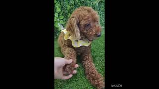 Video preview image #1 Mutt Puppy For Sale in Seattle, WA, USA