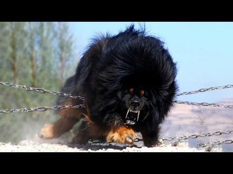 20 Most Powerful Dogs in the World