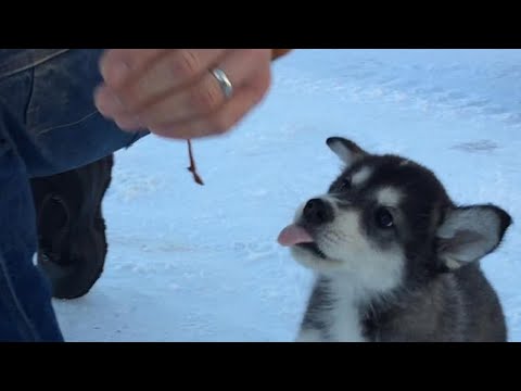YouTube video about: How much weight can one sled dog pull?