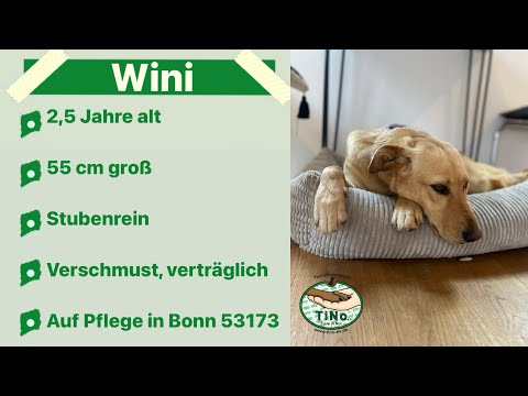 Wini 02/2024 - wünscht sich endlich ein Zuhause