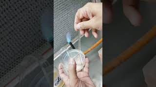 Download lagu Spread plate technique(English version)#purecultureisolation #amity #microbiology #E.Coli #microbes mp3 Download lagu Spread plate technique(English version)#purecultureisolation #amity #microbiology #E.Coli #microbes mp3