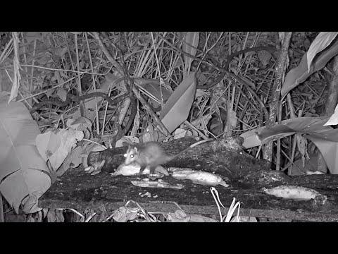 Young Opossum Visits The Panama Fruit Feeder Solo – May 14, 2020