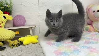 スコティッシュフォールドの動画01