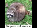 raccoon electric avenue