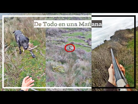 Perdices, 𝗩𝗲𝗿𝗿𝗮𝗰𝗼🐗, Becada desafortunada y…✨