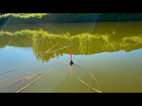 Pecanje šarana u Srbiji. Bara puna šarana !