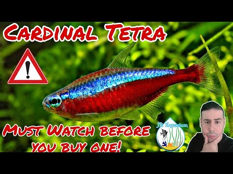 Cardinal Tetra care guide all you need to know before you go and buy one! You must watch JR Aquarium