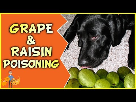 Raisin + Grape Poisoning in Dogs: How Many Will Kill?