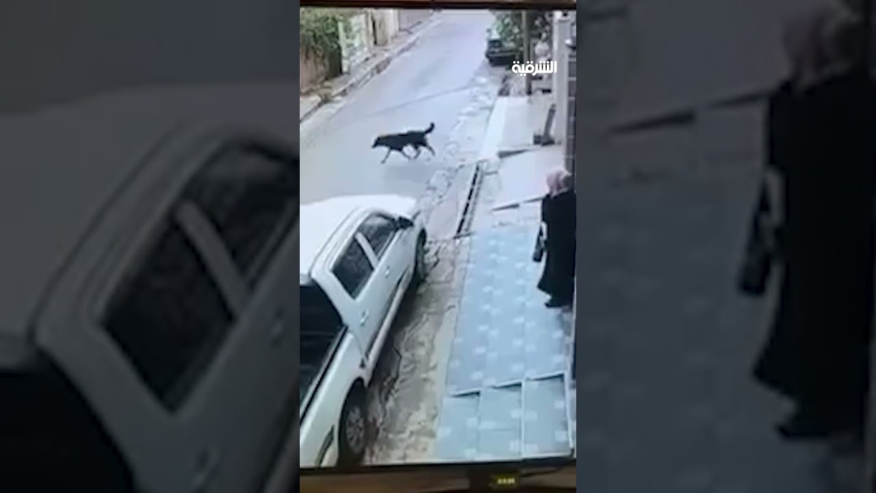 فيديو | إنقاذ امرأة في كركوك أثناء محاولتها صد كلاب سائبة بحقيبتها