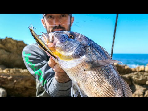A beautiful SNAPPER light lure fishing on the ROCKS