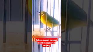 Download lagu Pleci dakun merapi nembak sejaluran | Pleci merapi. @seputarapasaja90 #plecimerapi mp3