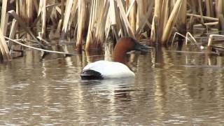preview picture of video 'male Canvasback Duck Apt 18, 2015 near Zehner, Sask, Canada'
