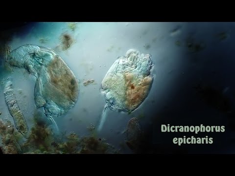 Dicranophorus epicharis