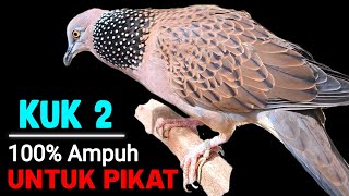 Download lagu TEKUKUR KUK 2 GACOR - Sedang Memanggil Temanya Agar Bunyi mp3 Download lagu TEKUKUR KUK 2 GACOR - Sedang Memanggil Temanya Agar Bunyi mp3