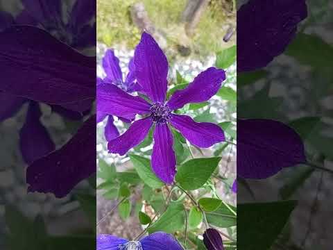 園芸 小さな花のクレマチス