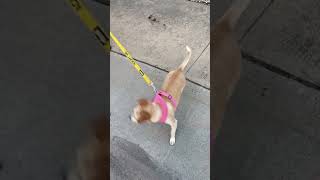 Video preview image #1 Chihuahua-Unknown Mix Puppy For Sale in San Diego, CA, USA