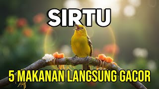 Download lagu Sirtu (Cipoh) Stops Singing? Here's the SECRET Feed to Make It Sing All Day Long! mp3