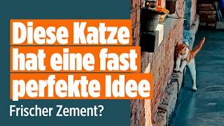 Clevere Katze vs. frischer Zement, DAS ist ihre Lösung!