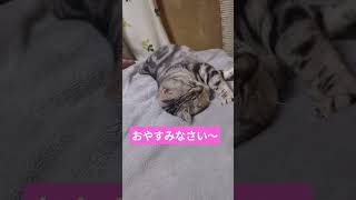 #愛猫#cat#猫