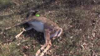 preview picture of video 'The Kill Shot: Hunting Wisconsin White-tailed Deer (Part 3 of 3)'