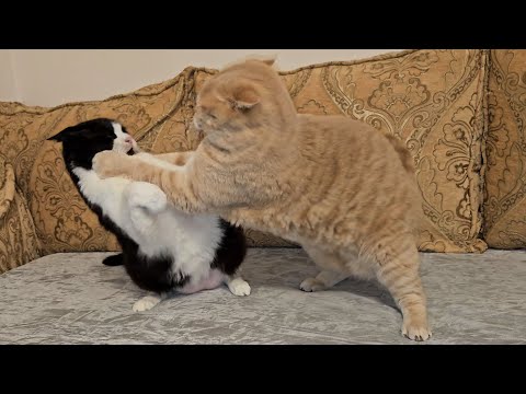 Cat Fight