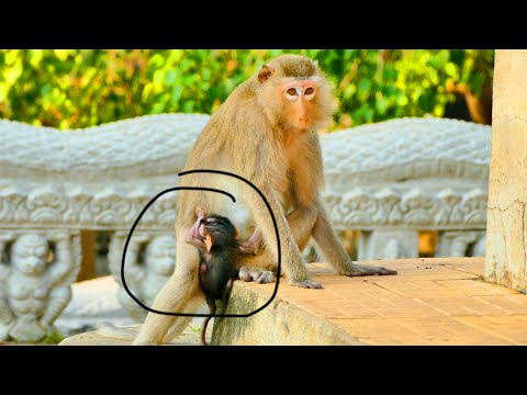 Oh...Wild Macaque Mummy Finding Way Not To Give Her Pooor BB Milk - She Feels Lazy And Bored Now