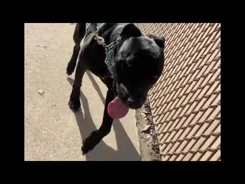 Story, an adopted Labrador Retriever Mix in Pasadena, CA_image-1