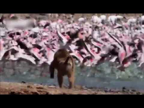 #Baboon vs #flamingo #animal #fight #hunting #hunter #fun #funny #funnyvideo #entertainment #youtube