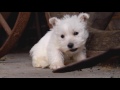 West Highland White Terrier - 8 Curiosidades Interesantes del West Highland white terrier o Westy Terrier