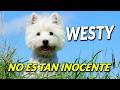 8 Curiosidades Interesantes del Westy Terrier