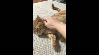 ねこくんの家のかわいい猫を撫でてみた...#Shorts