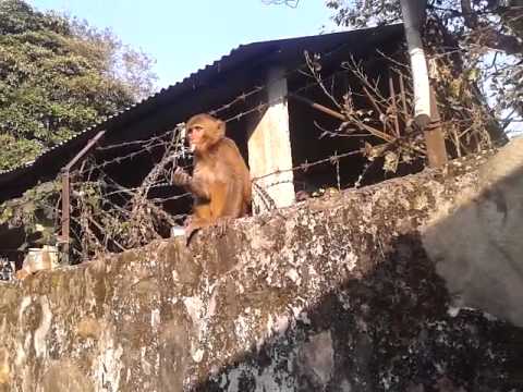 Monkey at m. Brigade APF 2072