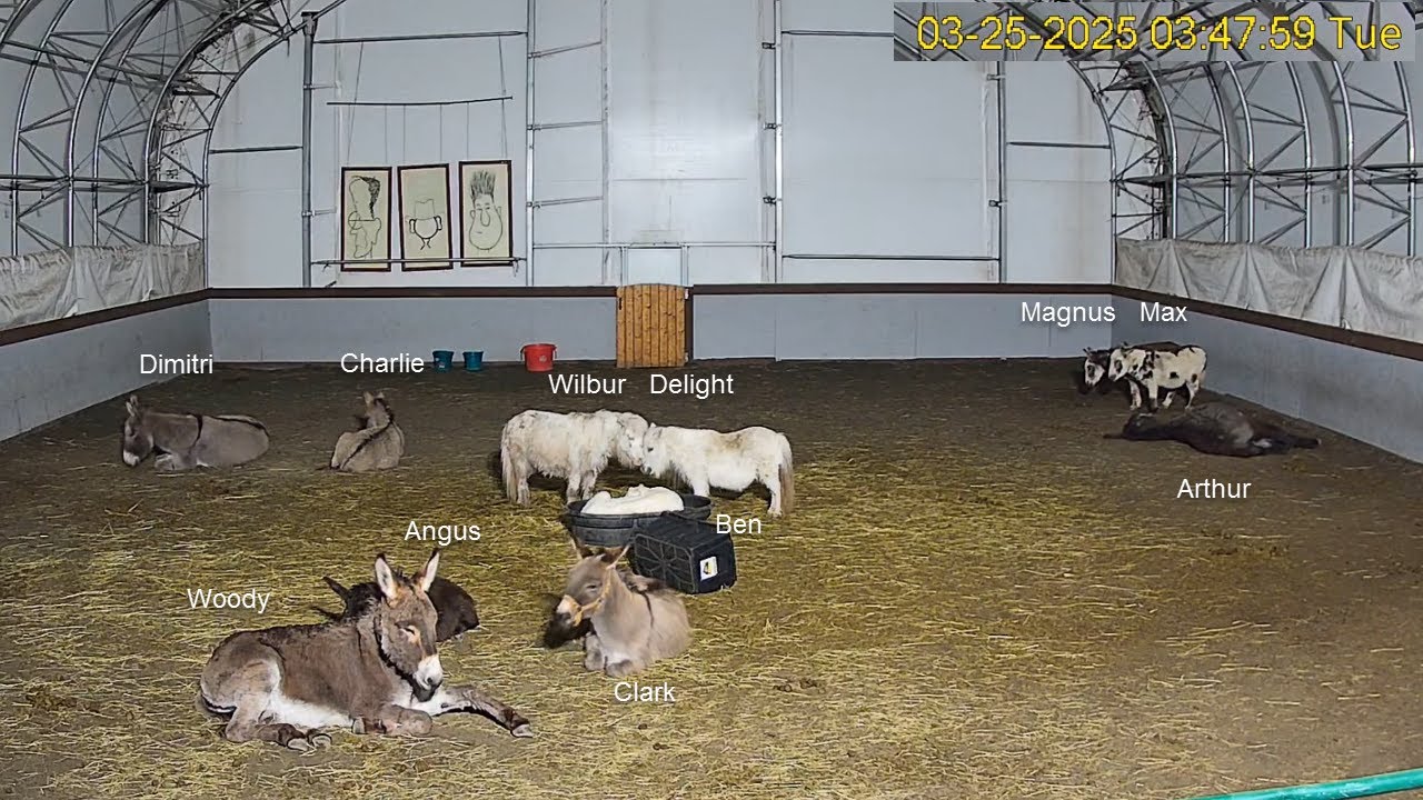 Live webcam view of Goldy's Farm Arena Cam
