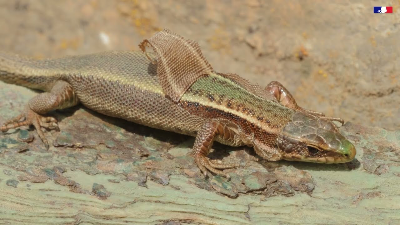 Les Iberolacerta