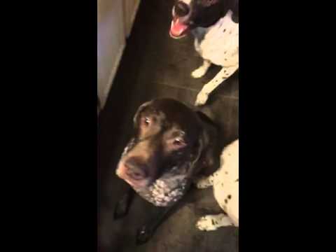 River - 5 or 6-year-old female purebred German Shorthaired Pointer