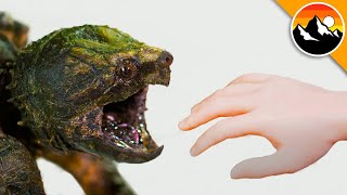 SNAPPER BITES Hand in Super Slow Motion!