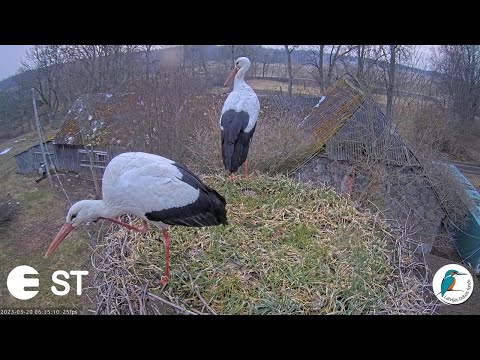 Baltie stārķi (Ciconia ciconia) Tukuma novadā // White storks in Tukums, Latvia