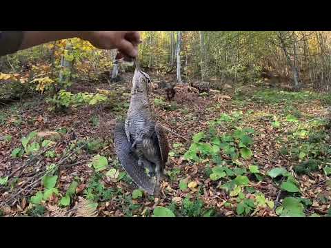 #deutschdrahthaar #hunting #çulluk #çullukavı #beccaccia #woodcock #hunter #LİNDA