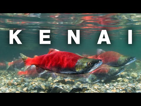 Salmon Fishing on the Kenai River | A Truly Alaskan Experience