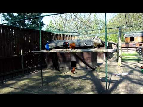 Tiergehege Dornreichenbach - Pfau Hühner