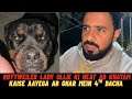 Rottweiler Lady Ollie Ki Heat Ab Khatam Kaise Aayega Ab Ghar Mein 4th Bacha Kaise Aayega