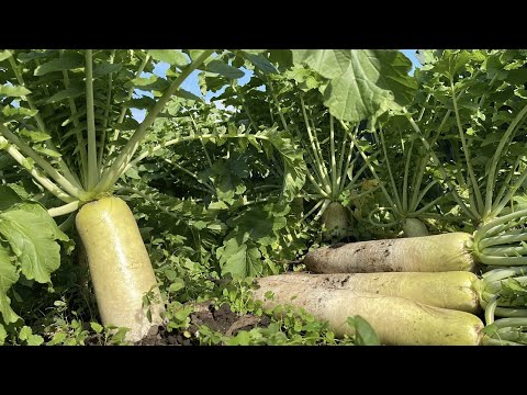 大根の保存方法:こうすれば長持ちします 庭の練習
