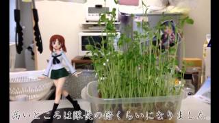 【家庭菜園】　豆苗を育ててみた　【観察日記】